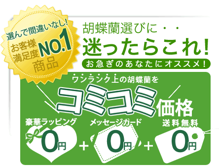 胡蝶蘭選びに迷ったらこれ！