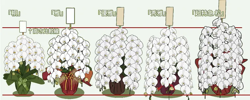 胡蝶蘭高さ比較