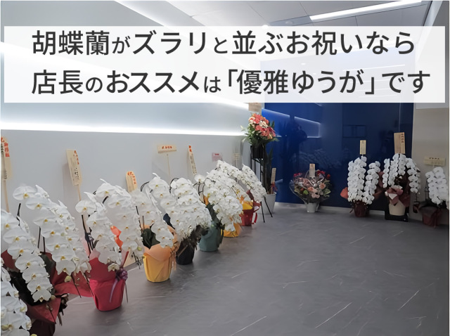 ズラリと並ぶ会社のお祝い用胡蝶蘭