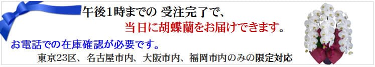 当日発送出来る胡蝶蘭